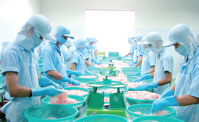 Cơ hội mới cho ngành cá tra sau thỏa thuận Việt Nam và Mỹ giải quyết tranh chấp thuế chống bán phá giá